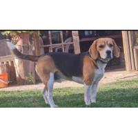 Perros Beagles, La Parejita 2 Años segunda mano  Chile 