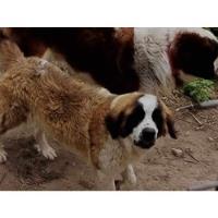Cachorra De 1 Año En Adopcion, usado segunda mano  Chile 