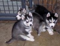 Cachorros de husky siberiano. 120,000 CLP, usado segunda mano  Chile 