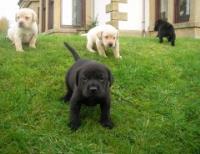 Cachorros de Labrador para la adopción, usado segunda mano  Chile 