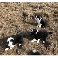 cachorros collie tricolor segunda mano  Punta Arenas