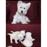 Cachorras West Highland Terrier Inscritas  segunda mano  Maipú