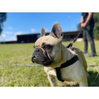 Macho Bulldog Francés segunda mano  Villarrica