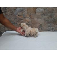 Preciosas Miniaturas Poodle Minitoy  segunda mano  Chile 