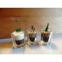 Cactus Suculentas En Elegantes Vasos De Cristal Para Eventos, usado segunda mano  Chile 